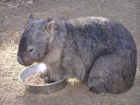 Wirrimbirra Sanctuary - Goulburn Accommodation 2