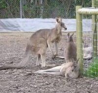 Jirrahlinga Koala  Wildlife Sanctuary - Goulburn Accommodation