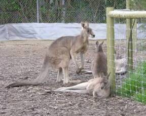 Jirrahlinga Koala & Wildlife Sanctuary - Goulburn Accommodation 0