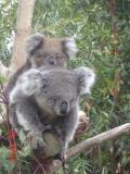 Jirrahlinga Koala & Wildlife Sanctuary - Goulburn Accommodation 1
