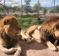 Mansfield Zoo - Goulburn Accommodation
