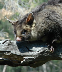 Moonlit Sanctuary Wildlife Conservation Park - Goulburn Accommodation 0