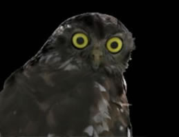 Moonlit Sanctuary Wildlife Conservation Park - Goulburn Accommodation 1