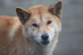 Moonlit Sanctuary Wildlife Conservation Park - Goulburn Accommodation 3