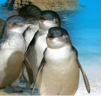 Phillip Island Penguin Parade - Goulburn Accommodation