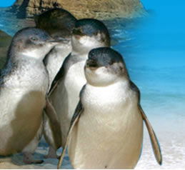 Phillip Island Penguin Parade - Goulburn Accommodation 0