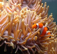 Reef HQ Great Barrier Reef Aquarium - Goulburn Accommodation