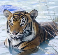 Zoo Doo Wildlife Park - Goulburn Accommodation