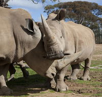 Monarto Zoo - Goulburn Accommodation