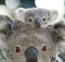 Billabong Koala and Wildlife Park - Goulburn Accommodation