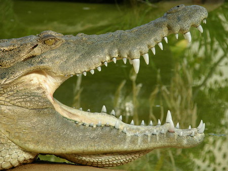 Dundee's Wildlife Park - Goulburn Accommodation 1