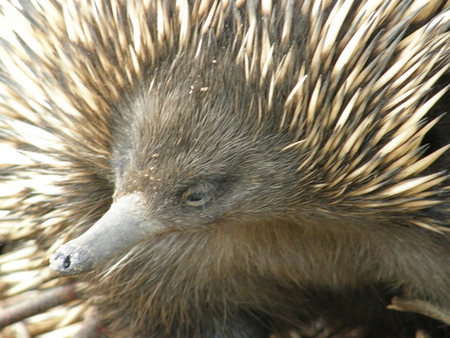Dundee's Wildlife Park - Goulburn Accommodation 3
