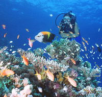 Drop Zone Dive Site - Goulburn Accommodation