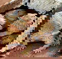 Alice Springs Reptile Centre - Goulburn Accommodation