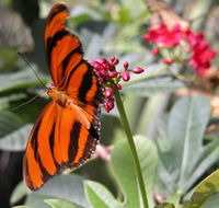 Butterfly Farm - Goulburn Accommodation