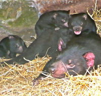 East Coast Natureworld - Goulburn Accommodation