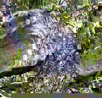 Koala Conservation Centre - Goulburn Accommodation