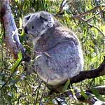 Koala Conservation Centre - Goulburn Accommodation 0