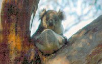 Koala Conservation Centre - Goulburn Accommodation 2