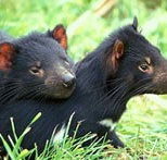 Great Oak Holdings Pty Ltd - Goulburn Accommodation