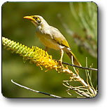 Uluru - Kata Tjuta National Park - Goulburn Accommodation 1