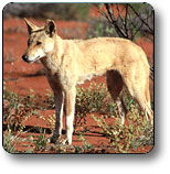 Uluru - Kata Tjuta National Park - Goulburn Accommodation 3
