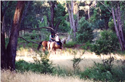 High Country Horses - Goulburn Accommodation 1