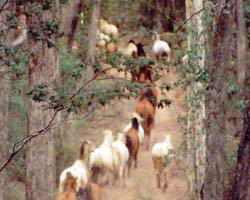 High Country Horses - Goulburn Accommodation 2