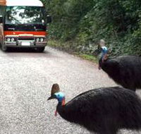 Kookaburra Tours - Goulburn Accommodation