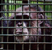 Rockhampton Zoo - Goulburn Accommodation