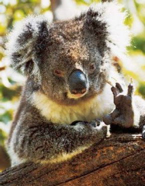 Cudlee Creek SA Goulburn Accommodation