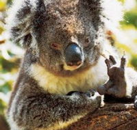 Gorge Wildlife Park - Goulburn Accommodation