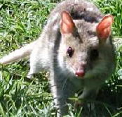 Urimbirra Wildlife Park - Goulburn Accommodation