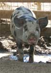 Wagga Wagga Zoo - Goulburn Accommodation 0