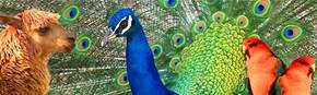 Wagga Wagga Zoo - Goulburn Accommodation 1