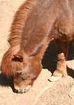 Wagga Wagga Zoo - Goulburn Accommodation 3