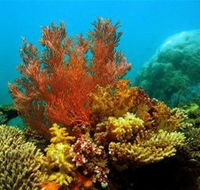 Three Islands Whale Shark Dive - Goulburn Accommodation