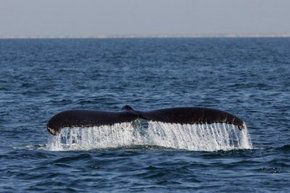 Three Islands Whale Shark Dive - Goulburn Accommodation 1