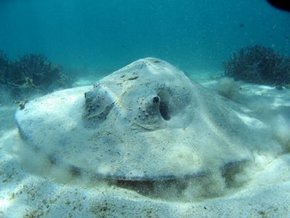 Three Islands Whale Shark Dive - Goulburn Accommodation 2