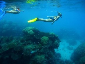 Three Islands Whale Shark Dive - Goulburn Accommodation 3