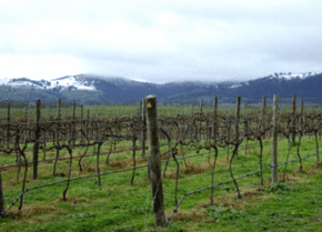 Kinloch Wines - Goulburn Accommodation