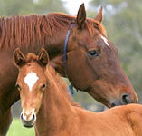 Blue Gum Farm - Goulburn Accommodation