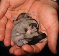 Cool Companions - Goulburn Accommodation