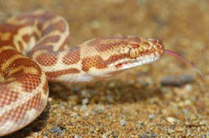 Cool Companions - Goulburn Accommodation 1