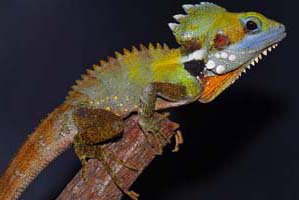 Cool Companions - Goulburn Accommodation 2