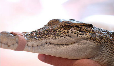 Cool Companions - Goulburn Accommodation 3