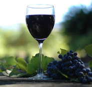 Lion Mill Vineyards - Goulburn Accommodation