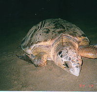 Footprints Adventures - Goulburn Accommodation