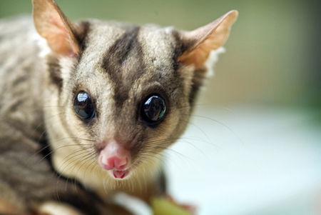 David Fleay Wildlife Park - Goulburn Accommodation 1