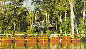 Daintree Rainforest River Trains - Goulburn Accommodation 3